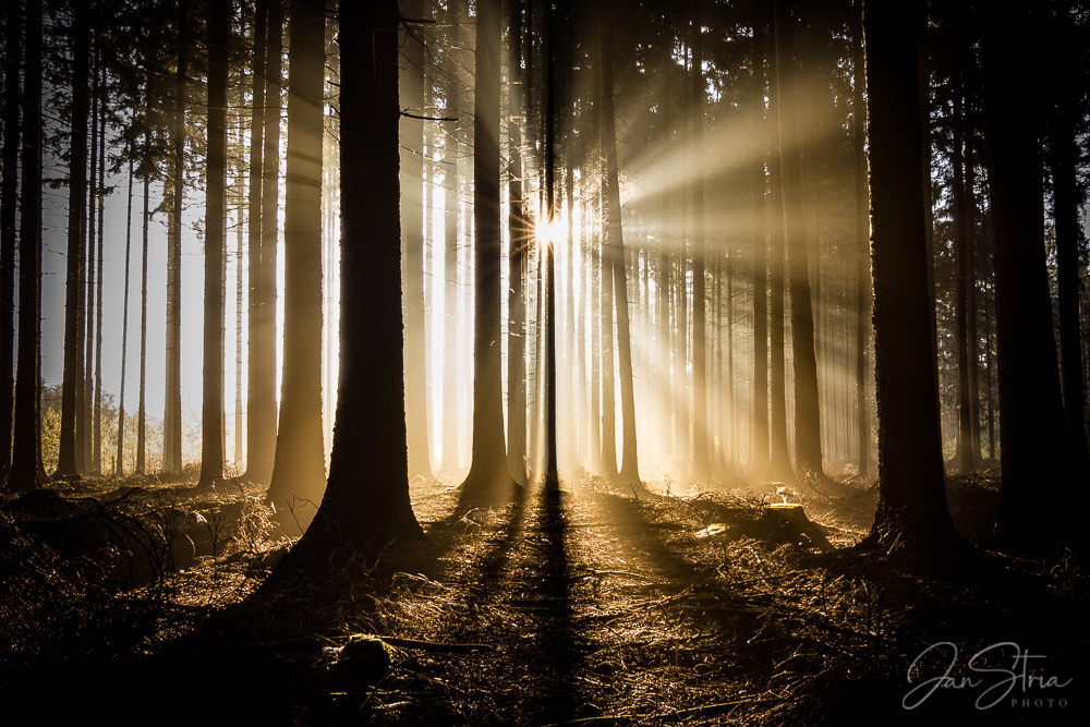 Forest Sunrise