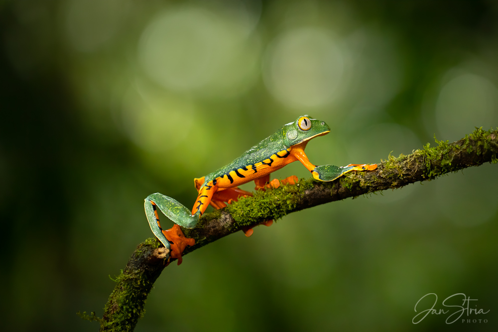 Climber