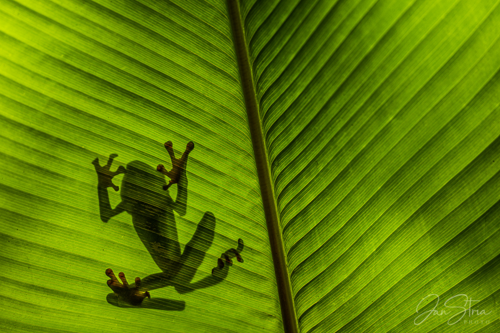 Red-eyed tree frog