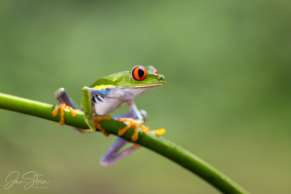 Red-eyed treefrog