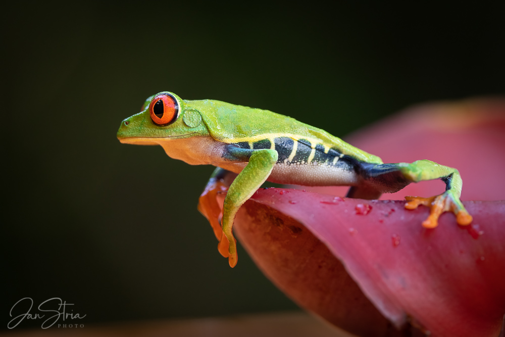 Red-eyed tree frog