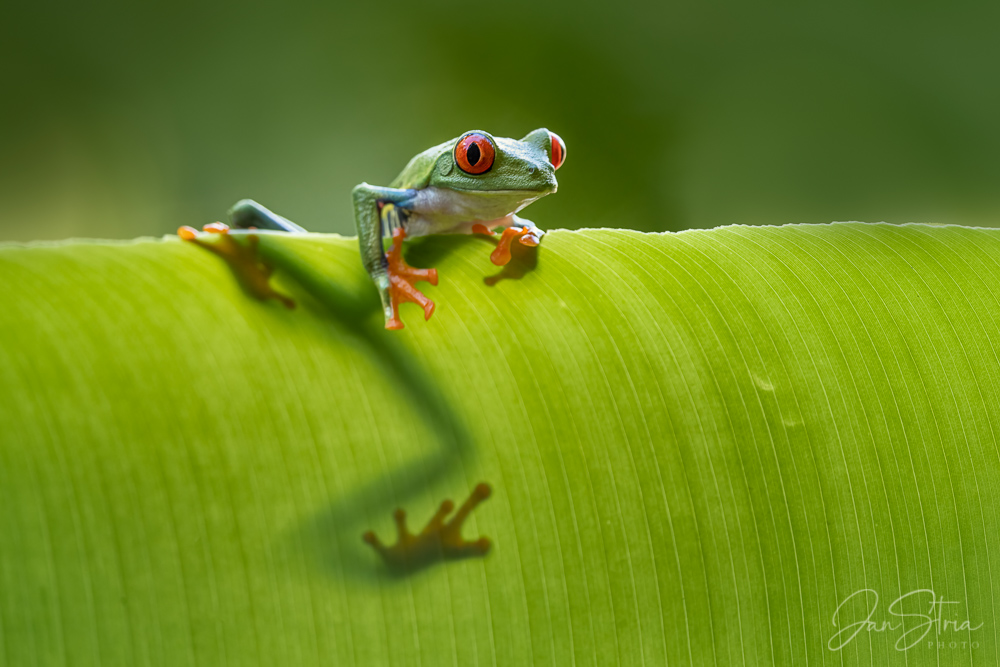 Red-eyed tree frog