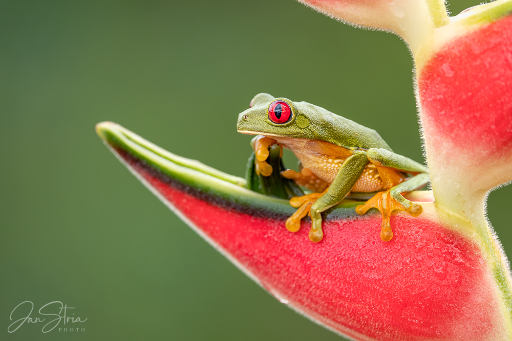 Red-eyed tree frog