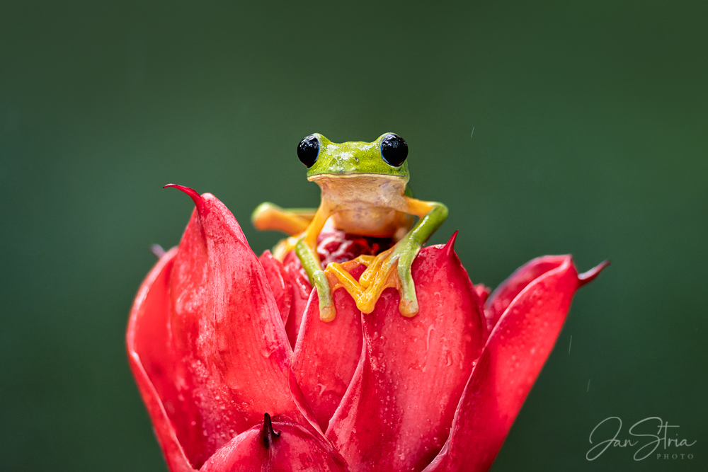 Gliding leaf frog
