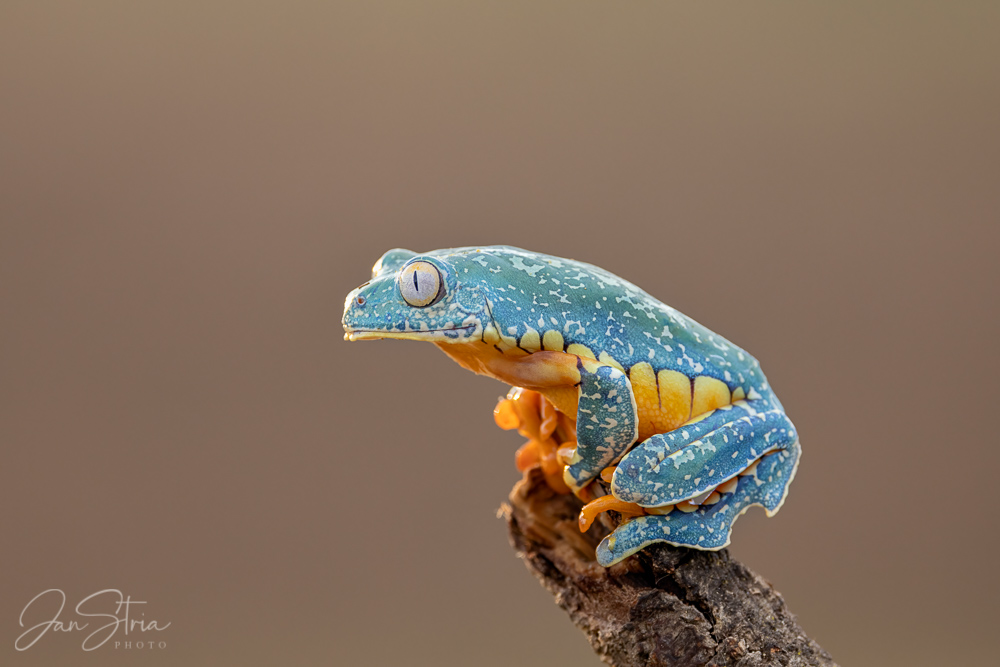 Fringed leaf frog