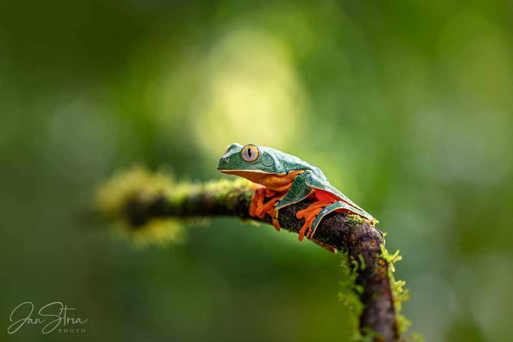 Barred leaf frog