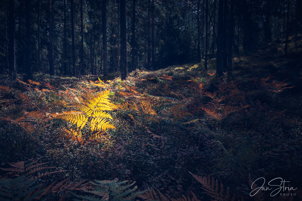 Magical Autumn