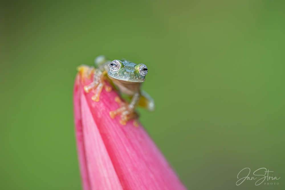 Tiny and Cute