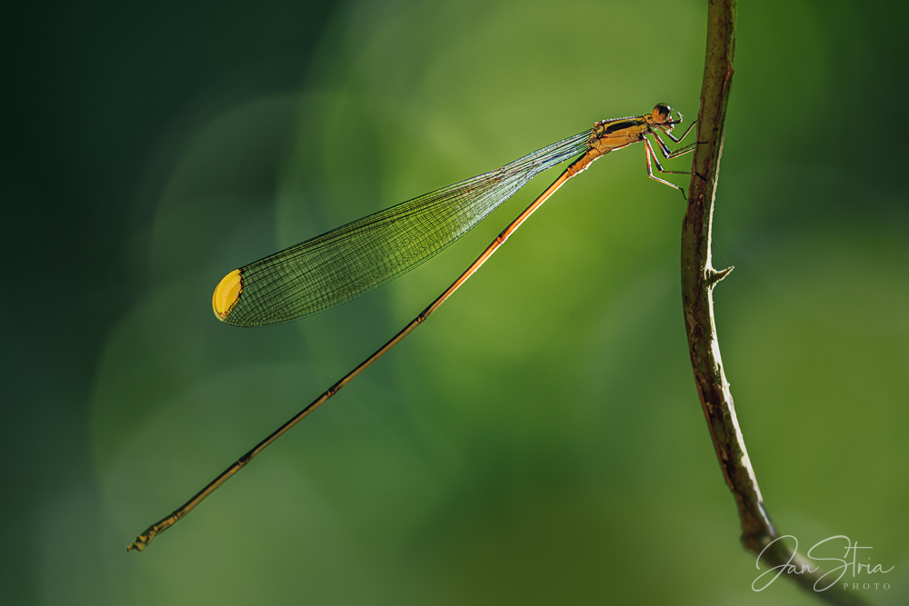 Mecistogaster ornata
