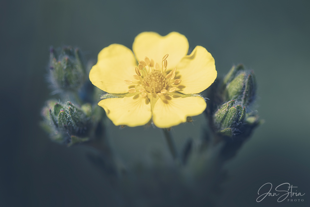 Sulphur Cinquefoil