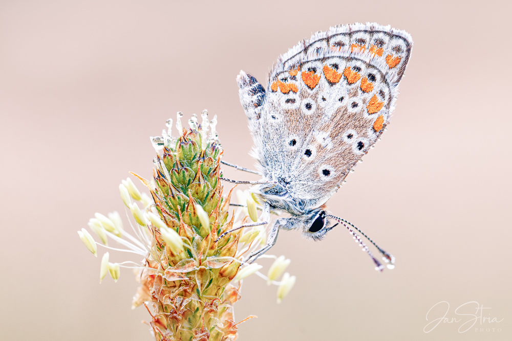European common blue