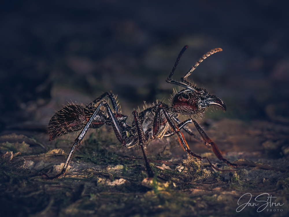 Bullet Ant