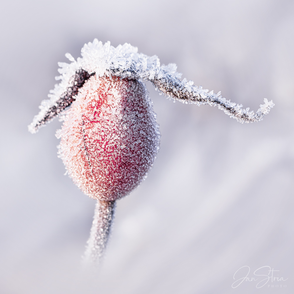 Freezing Morning