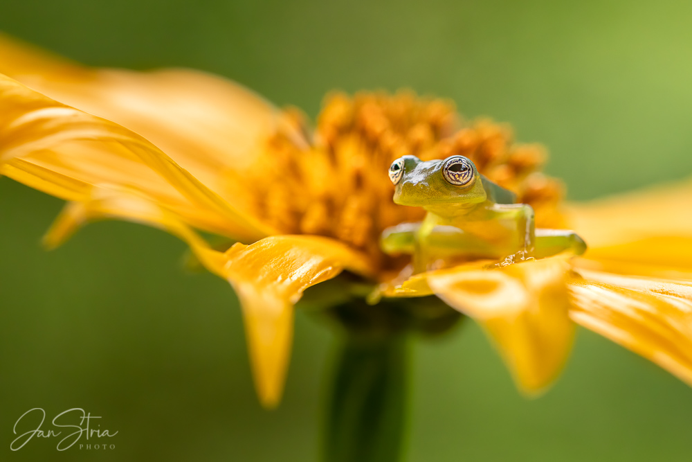 On Flower