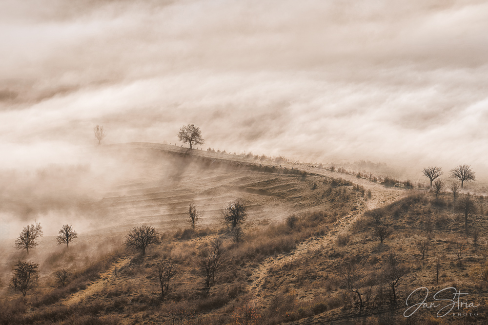 Above Fog
