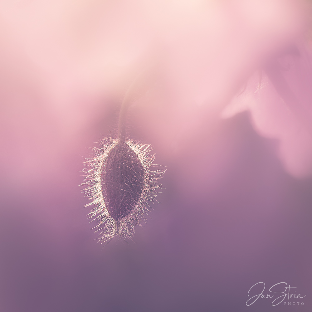 Elusive Beauty