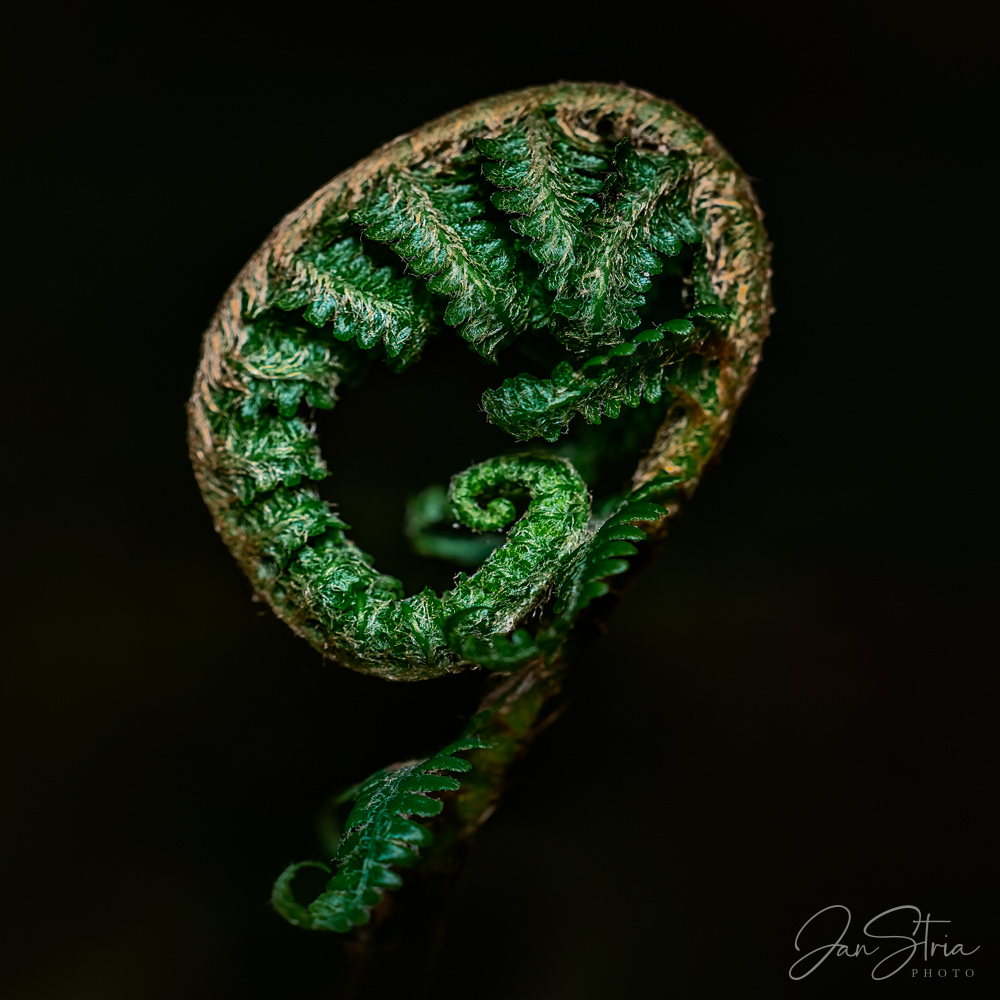 A New Life