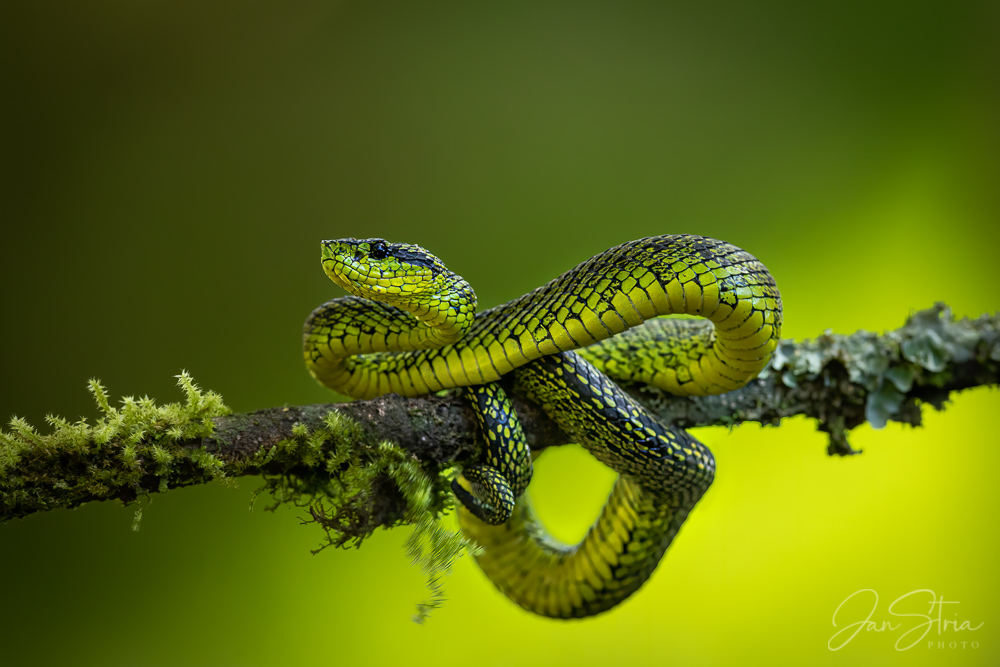 Mr Green