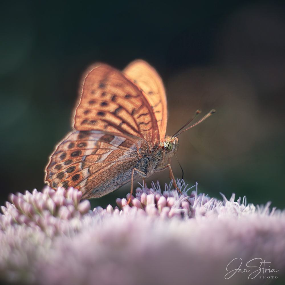 Silver-washed fritillary