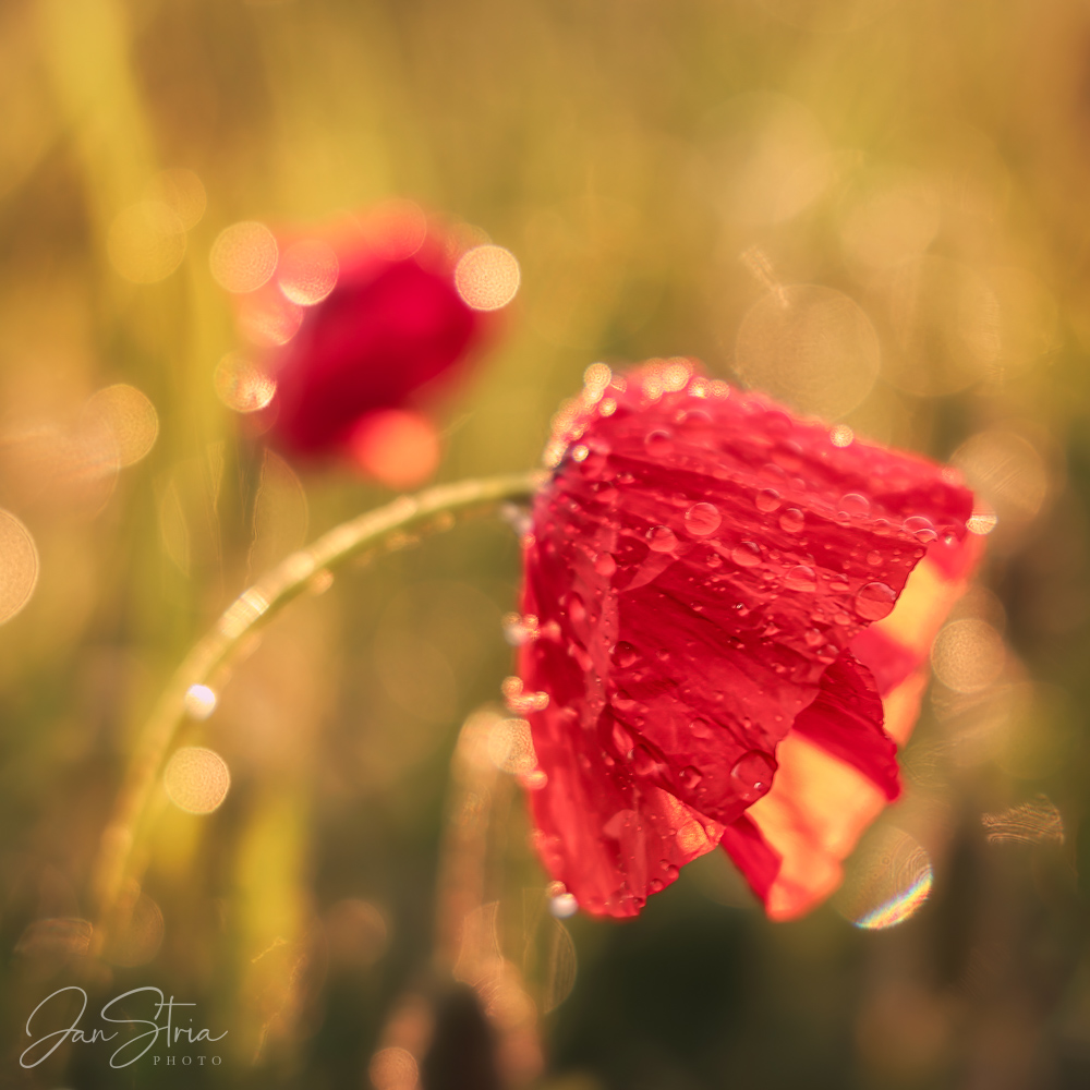 After Spring Shower