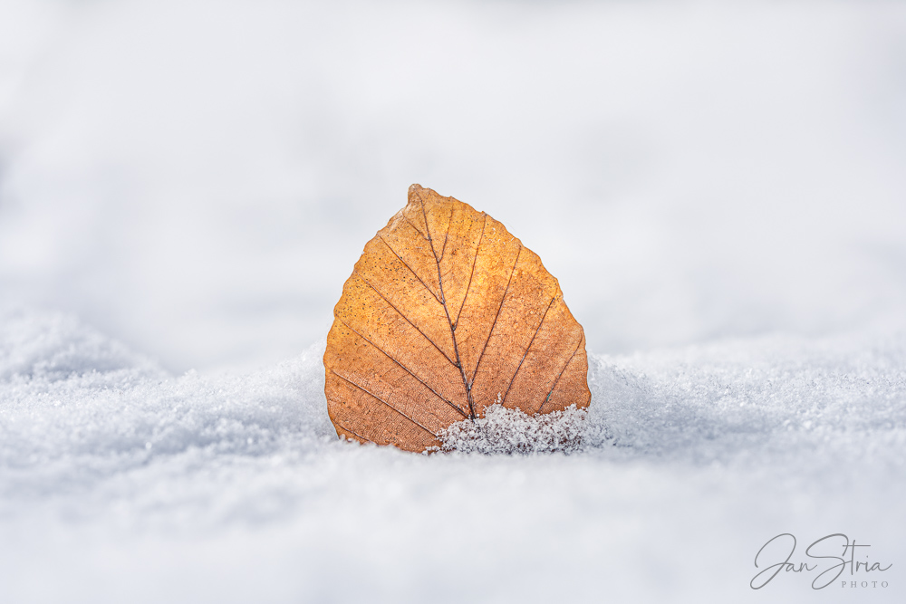 Autumn and Winter