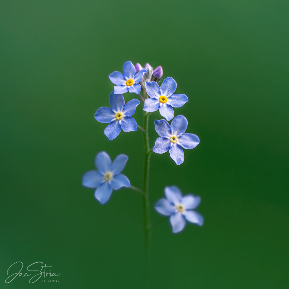 Forget me not
