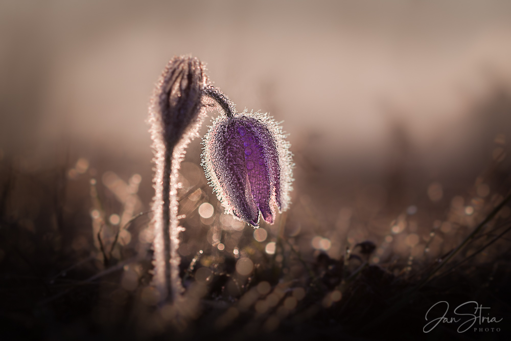 Spring Messenger