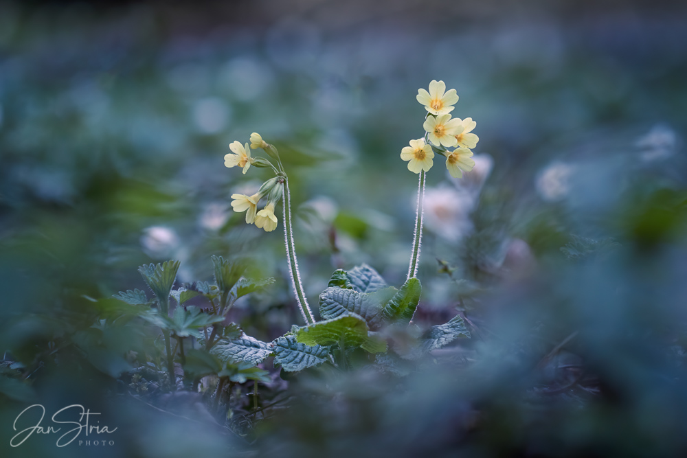 Spring Messengers