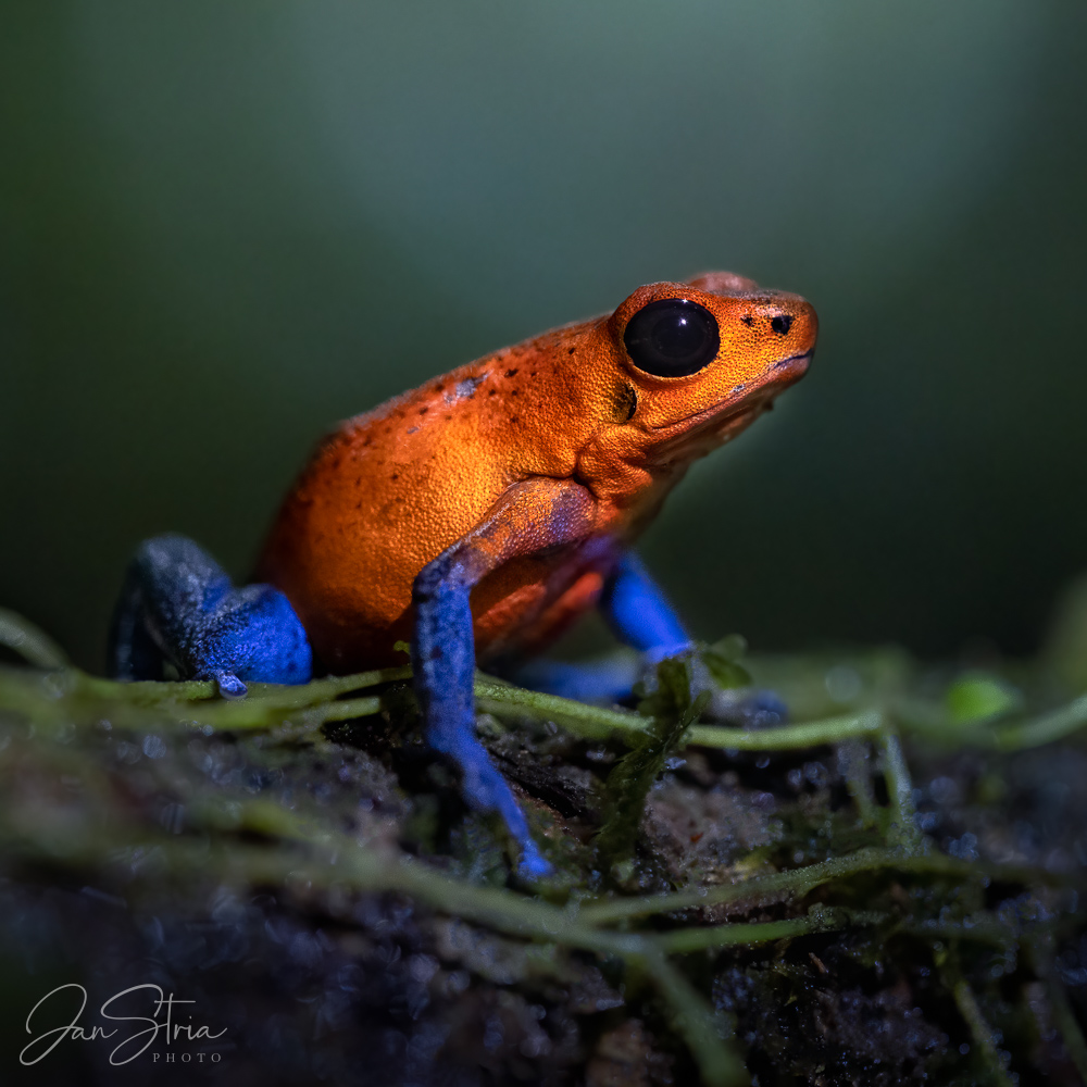 Strawberry poison-dart frog