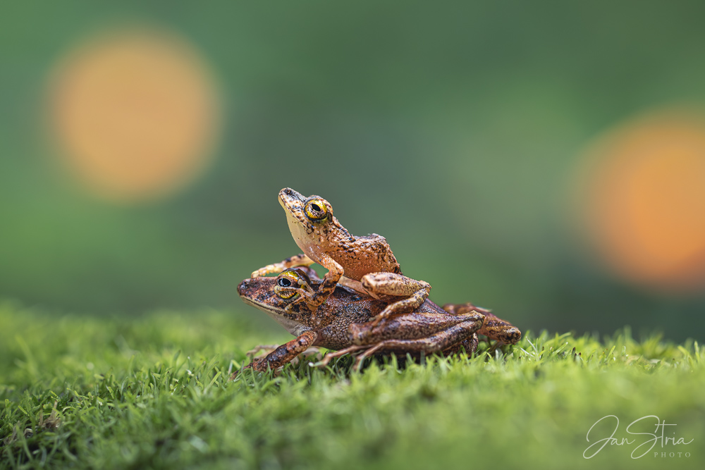 Pristimantis cerasinus