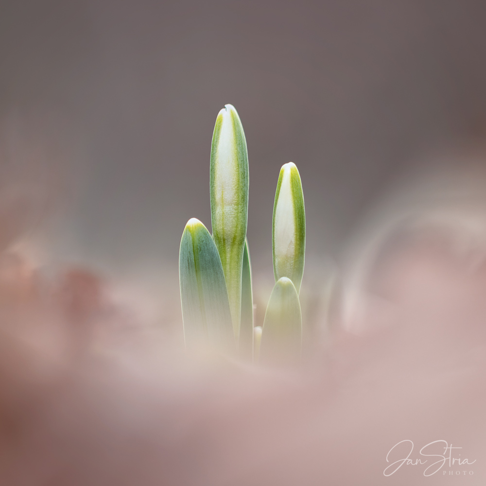 The first signs of spring