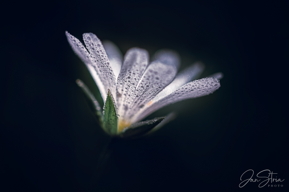 Greater Stitchwort