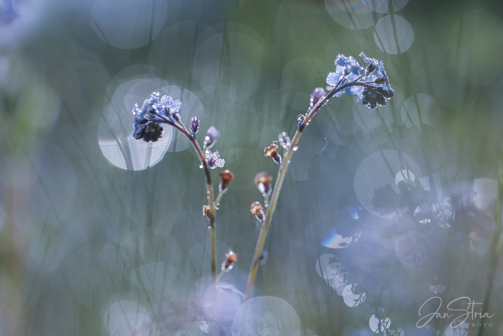 Morning in the Meadow