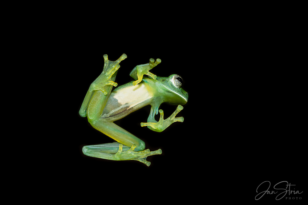 Glass Frog