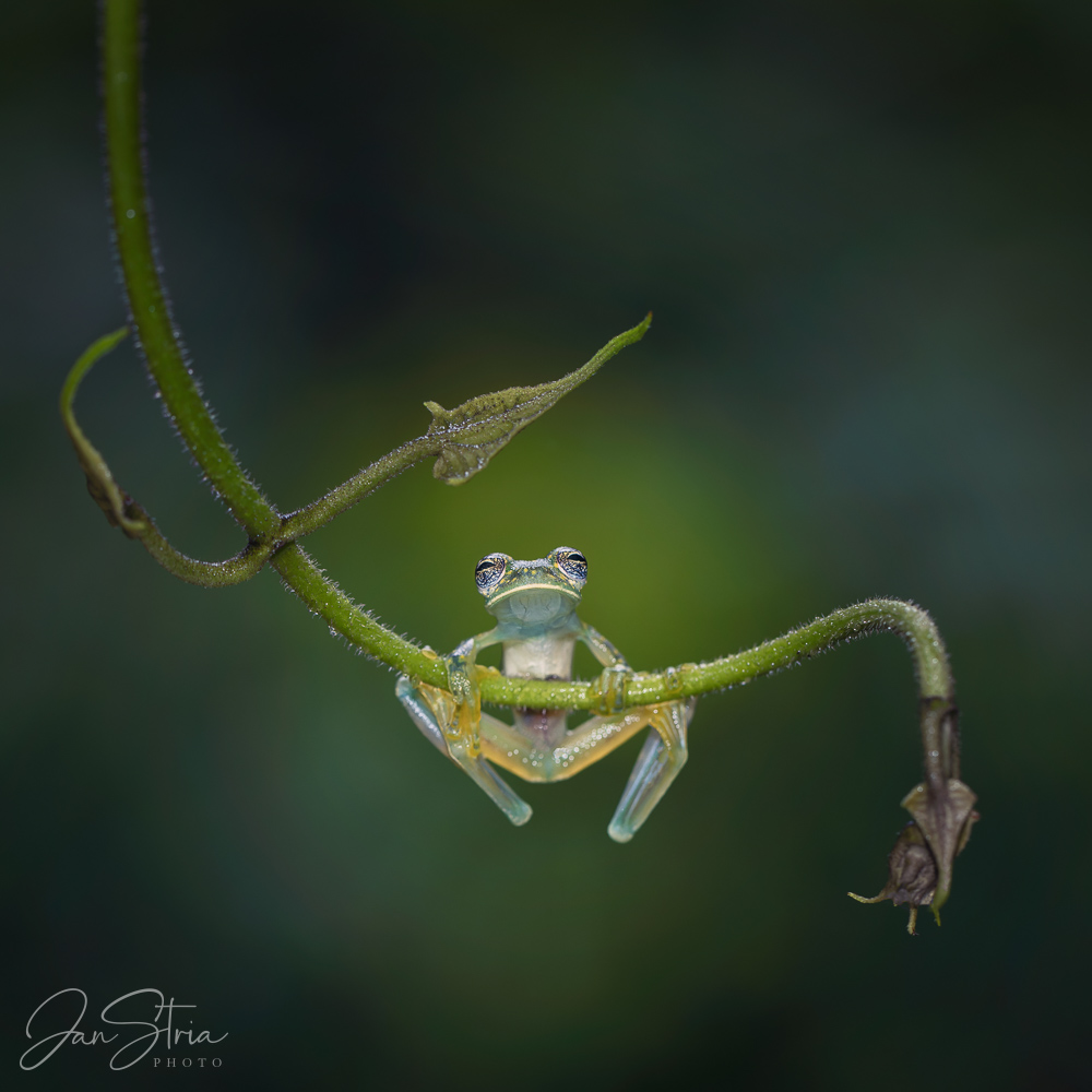 White-spotted Cochran frog