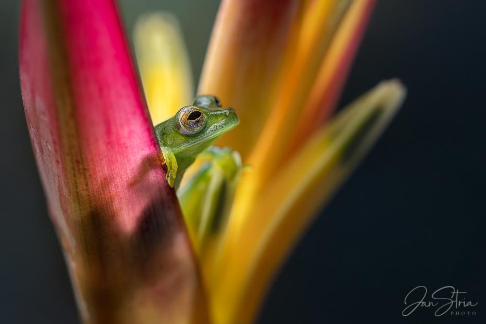 Emerald glass frog