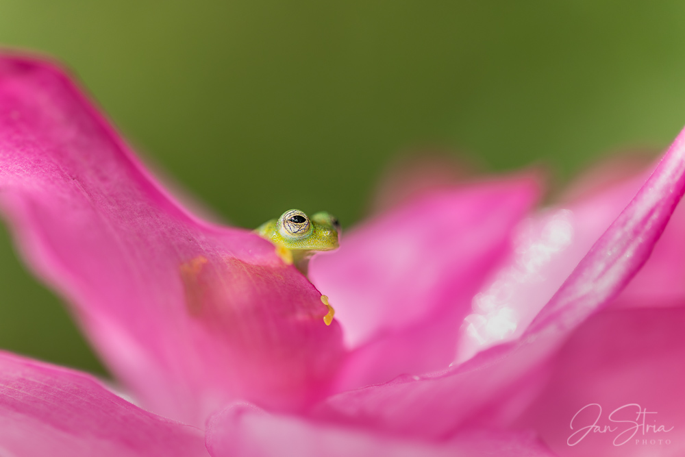 Emerald glass frog