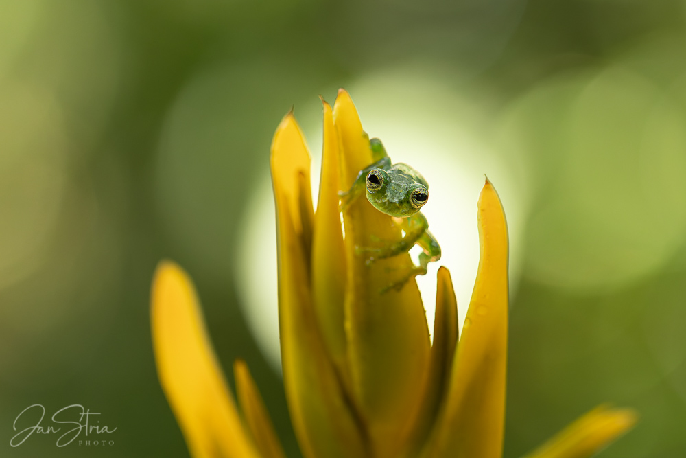 Emerald glass frog