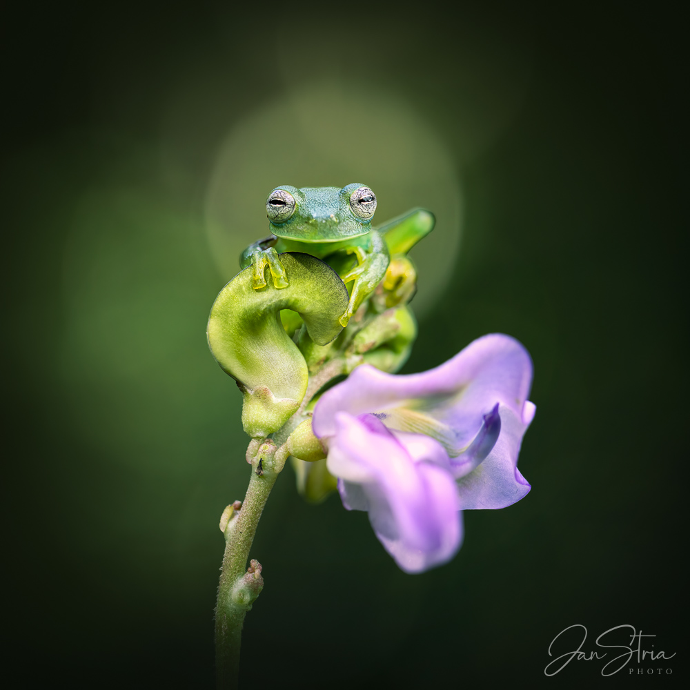 Limon Giant Glass Frog
