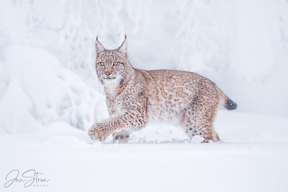 Eurasian lynx
