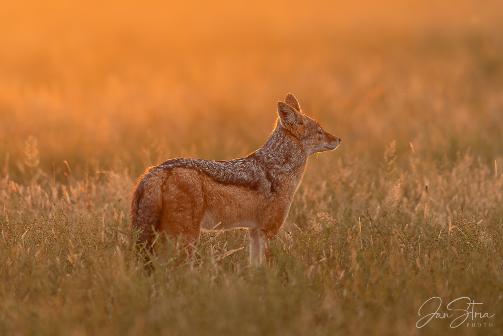 Šakal černohřbetý