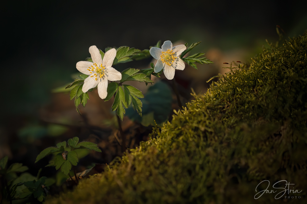 Anemones and Moss