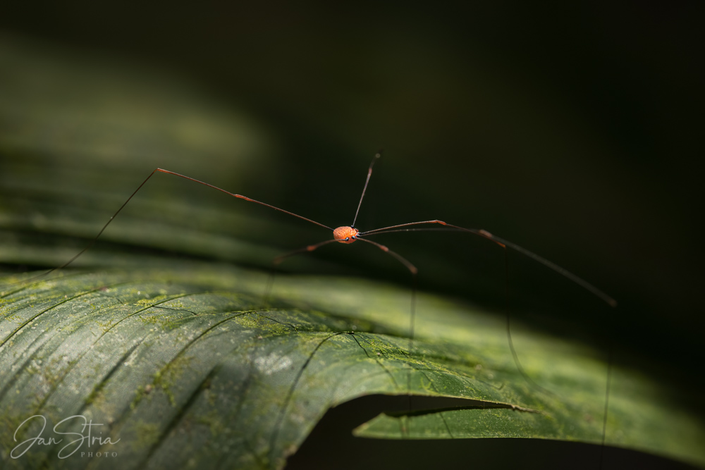 Orange Harvestman
