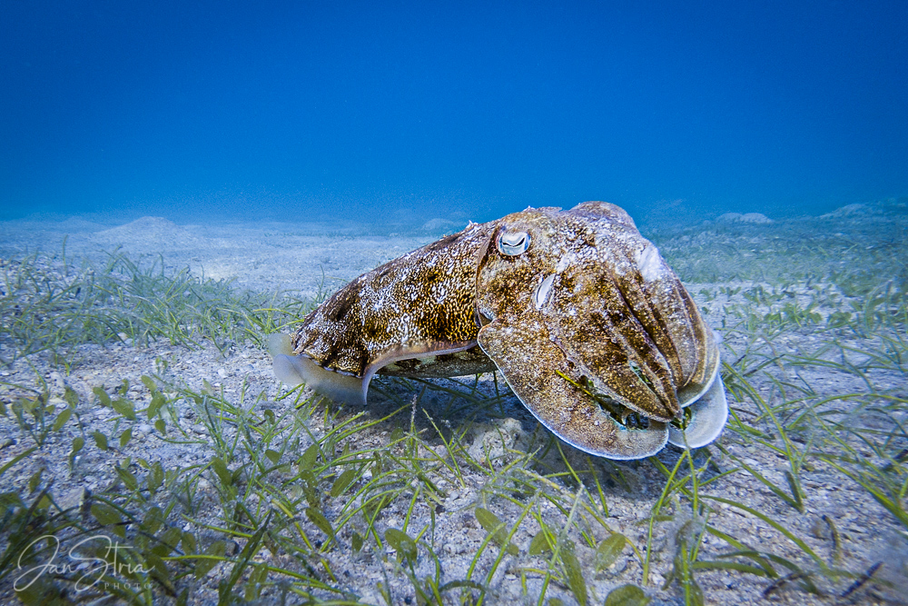 Common cuttlefish