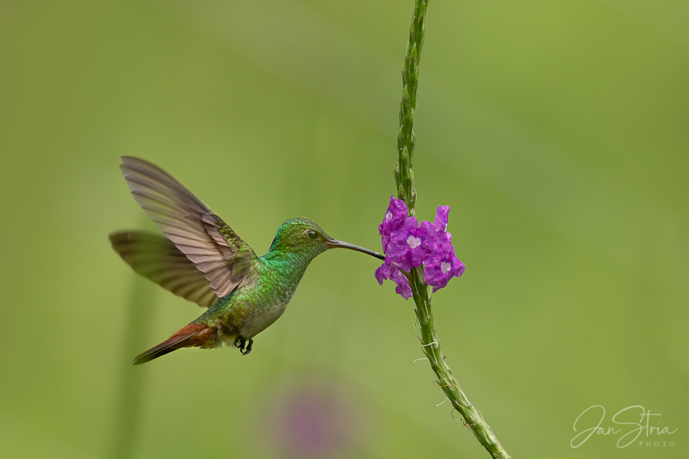 Sweet Nectar