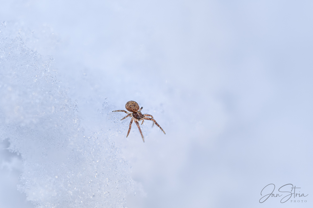Snow Crawler
