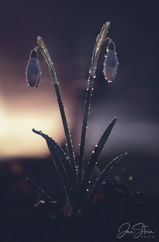Snowdrops