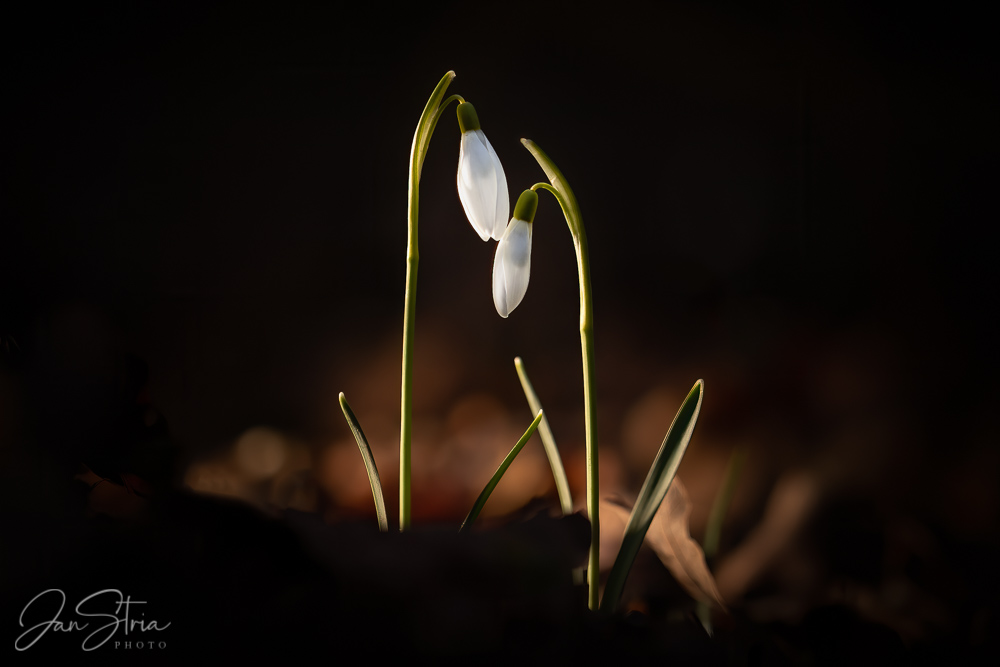 Snowdrop Romance