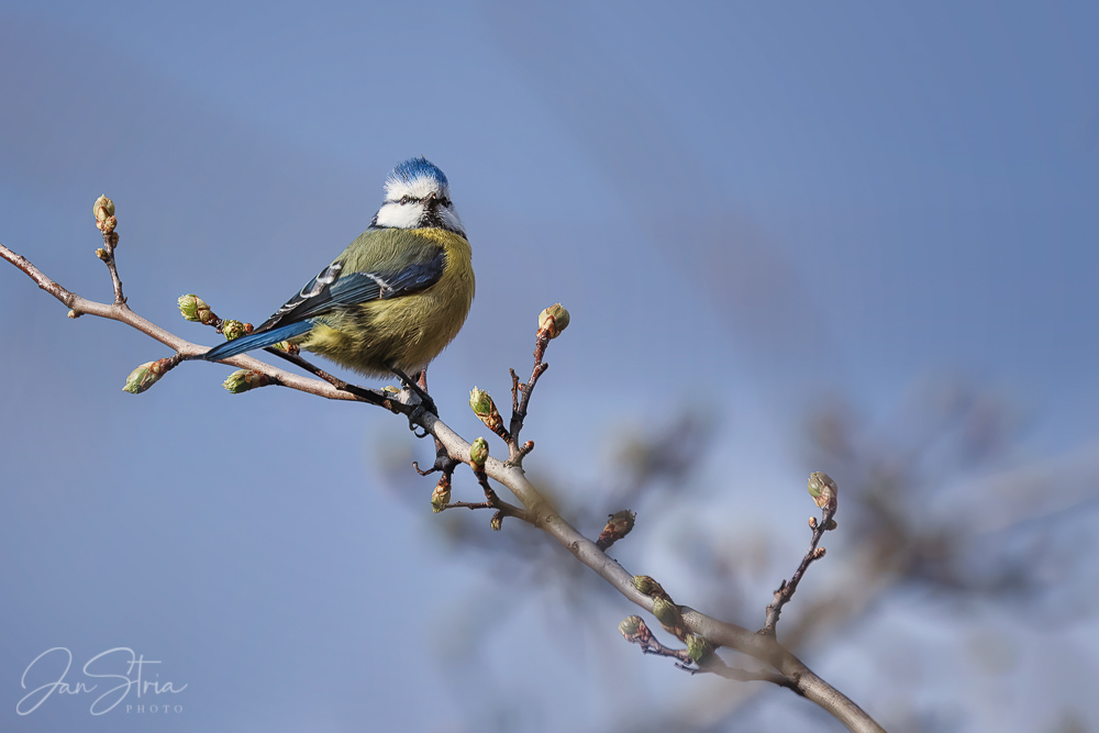 Eurasian blue tit