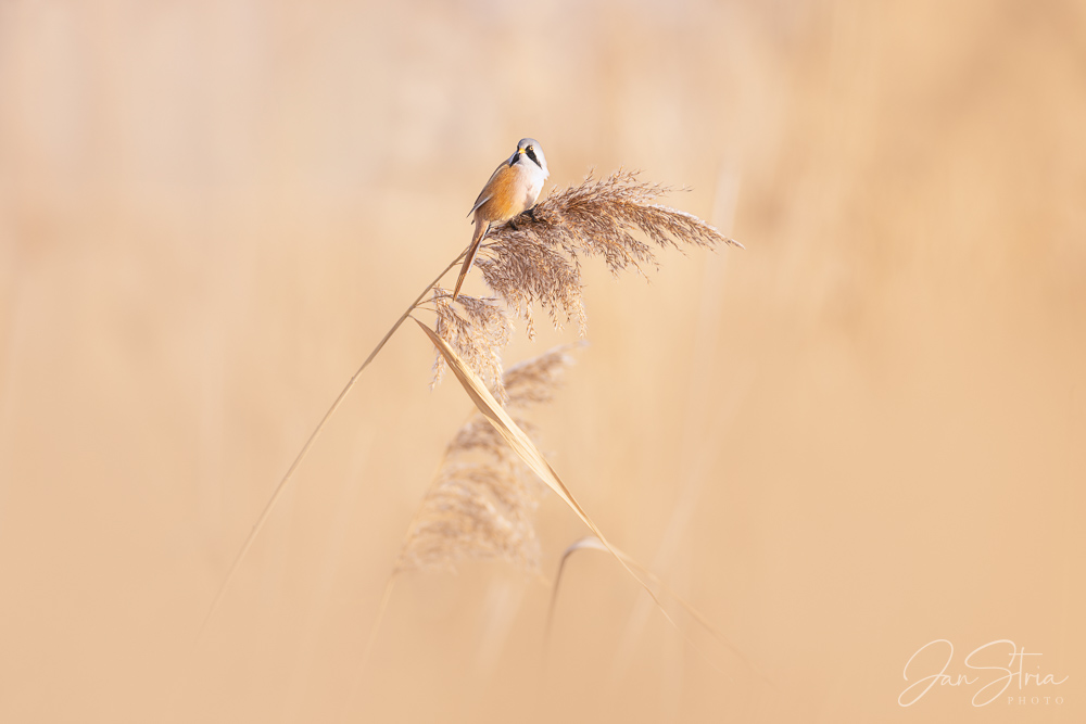 Bearded Reedling